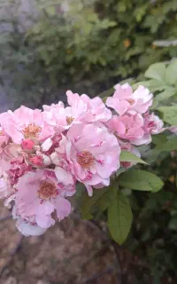 کولر آبی ۷۰۰۰ وکولر ۳۵۰۰ در حد نو