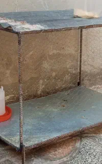 قفس آهنی و4تا جوجه 3ماهه