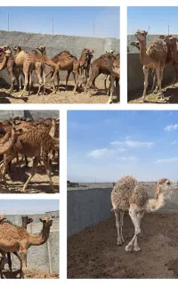 فروش انواع حاشی بلوون نژاد دار
