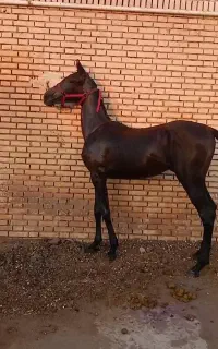 کره نریان عرب کورسی فول یکسر