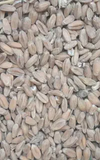 گندم امسال