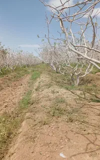 علف زنی باغ و زمین زعفران با دستگاه