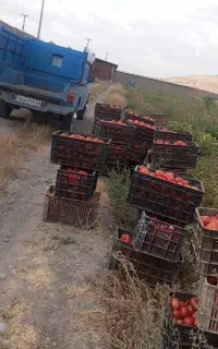گوجه‌ربی‌سالم