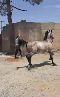 نریان عرب یک سر