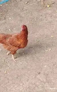 مرغ و خروس