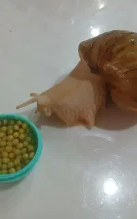 خاویار حلزون آلبینو