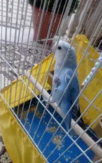 طوطی برزیلی ماده