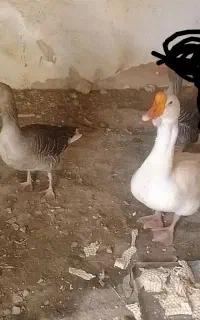 یک جفت غوغاز‌ به فروش میرسد