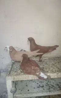 سلام نر گلی با ماده زرد