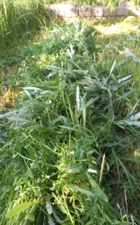 علف پای درخت