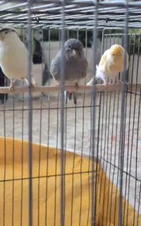 3عدد قناری