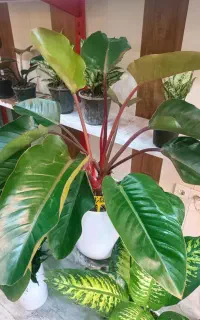 گل فیلودندرون بزرگ و کوچیک/مقاوم و خاص
