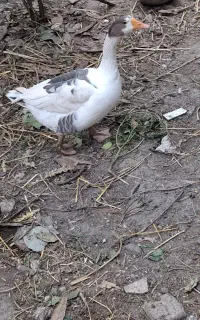 غاز بالغ ۱ساله