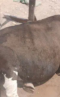 گاو مخصوص قصاب