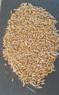 جو و گندم