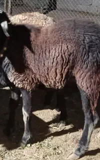 بره قوچ افشاری سبز