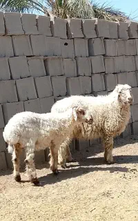 دوتا بره نر چاق خوشگل