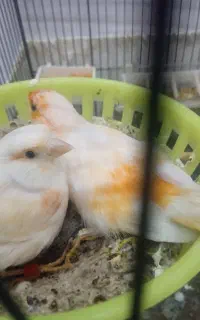 قناری جفت با جوجه