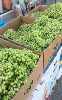 آبگیری گوره و لیمو به شکل رایگان