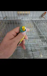 نیروکارخانم