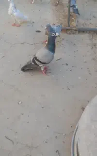 کبوتر