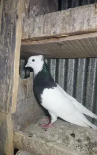 فروش و معاوضه کبوتر