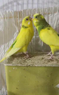 مرغ عشق نر و مادە