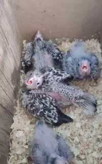 جوجه عروس هلندی سرلاکی