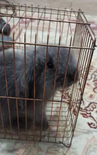 خرگوش