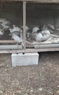 فروش شاخدار