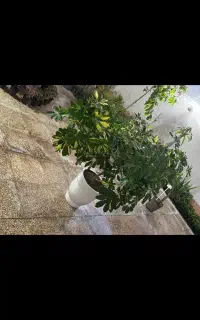 یک قرعه کشی جدید و خاص یک گل بزرگ با گلدان