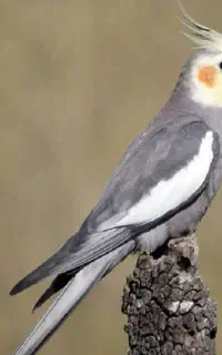عروس هلندی گمشده