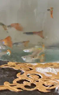 ماهی گوپی بالغ