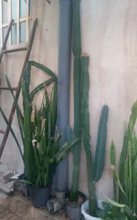 کاکتوس