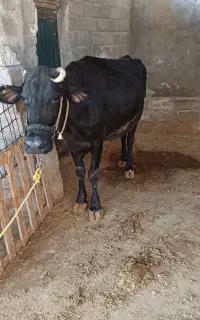 گاو کیلو ۴۵۰تومان