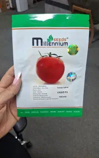 بذر کاسیو