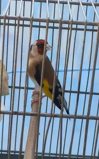 5 عدد سهره درجه یک
