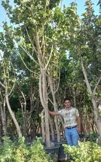 نهالستان