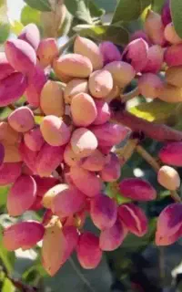 کود ارگانیک/شیمیایی/حیوانی زراعی-باغی-گلخانه‌ای