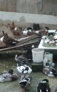 اردک
