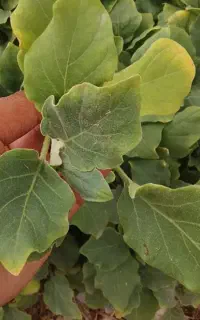 نشا بادمجان شانتال دستی