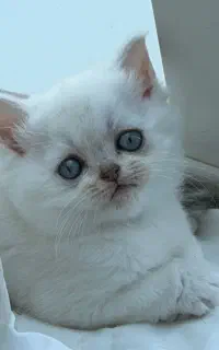 گربه نر