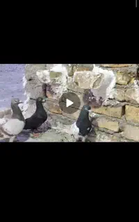 کفتر