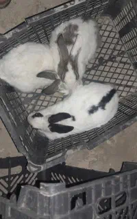 خرگوش خونه گی م۶ عدد  به ارزان ترین جا ندارم.