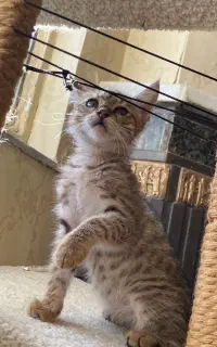 واگذاری بچه گربه نر ۲ ماهه