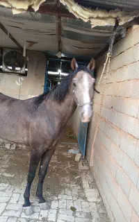 اسب