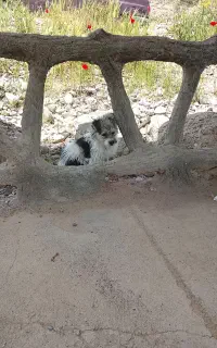 سگ پاکوتاه
