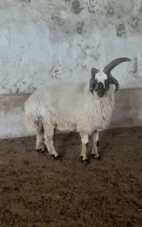 قوچ ۴ شاخ روزگاری ( بره )