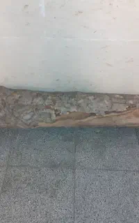 تنه درخت چنار