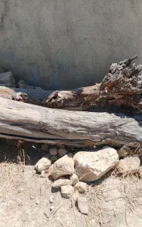 درخت خشک فروشی
